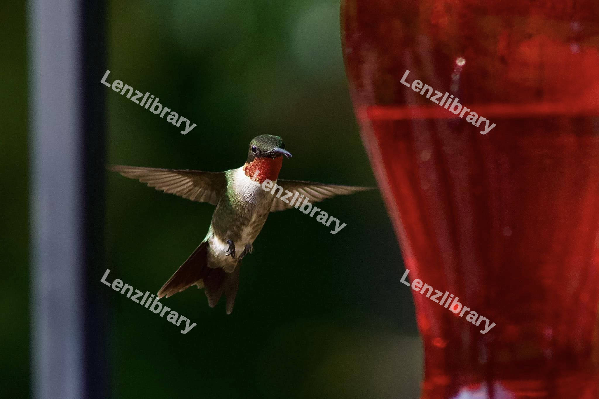 Ruby-throated hummingbird